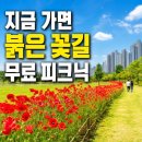 수레와바퀴 | 수원 탑동시민농장 양귀비꽃길 가기 전 꼭 볼 개화시기·주차·피크닉 팁
