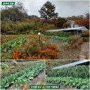 촌부의 단상 가뭄끝에 내린 가을비는 단비 이미지