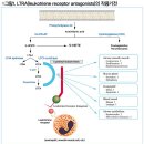 경증 지속 천식 환자의 초기 질병조절제 [삼성서울병원 약물정보파트] 싱귤레어츄정 4mg, 5mg/싱귤레어정 10mg 이미지