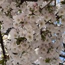 오산시 남촌동행정복지센터 다목적실 | 📍 오산천 벚꽃 실시간 상황 (오산역 기준, 2026년 4월 5일 방문)