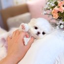 동물사랑애견샵 | 잠실애견분양 전문 관리사 상담 후기 많은 펫샵