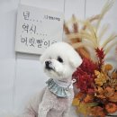 멍멍 스타일 네이버블로그