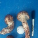 송이버섯(200g)국버섯(굽더더기. 흰굴뚝버섯) 1.5kg 이미지