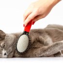 빵실빵실 이미지