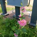 연꽃단지 이미지