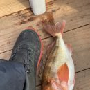 구.복사초 이미지