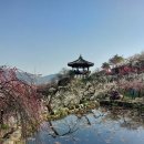 매화마을1 이미지