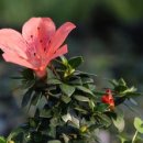 녹산농원 이미지