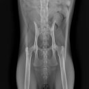 가경 나음 동물병원 이미지