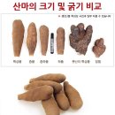 진상품이였던 서여, 마의 효능, 고혈압, 당뇨 환자에 좋은 영양식, 잦은 음주, 흡연으로 생활에 활력이 없을 때 원기회복 이미지