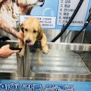 리틀애견 이미지
