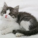 베스트고양이병원 이미지