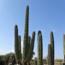 Cactus Thiemann는 아프리카 최대 선인장 농장으로 모로코 마라케시 이미지