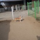 윤선생 애견훈련소 이미지