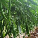 액비골(2) 이미지