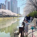 계양교통공원 앞(서부간선수로 방면) | 인천 계양 벚꽃 서부간선수로 4월 5일 만개현황 위치 주차