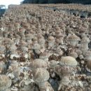 선우농장2 이미지