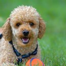 분당데이지동물병원 이미지