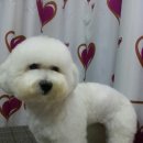 예쁜개집애