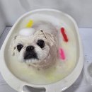 땡글땡굴 이미지