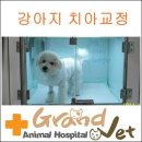 그랜드벳동물병원