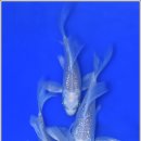 안성비단잉어 이미지