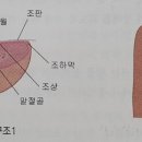 피키오홈