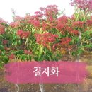 행운꽃농원 이미지
