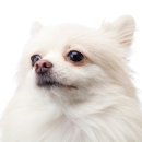 라온반려동물병원 이미지