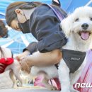 동락공원 반려동물 놀이터 이미지