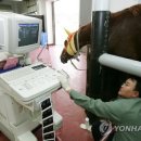 제주대학교 말전문동물병원 이미지