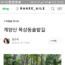 목상동 솔밭길 이미지