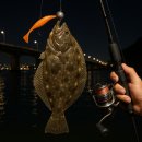 플루트(야) | ⭐야간에도 광어가 미친 듯이 올라오는 ‘수도권 최강 포인트’ 공개합니다🔥🎣