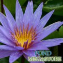 이슬라모라다 수련(Islamorada Water Lily) 이미지