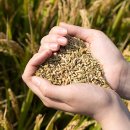 강서구기초푸드뱅크 이미지