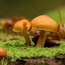 이치과기공소 이미지