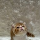 스파리버 캐터리 이미지