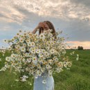 데이지(daisy) 이미지