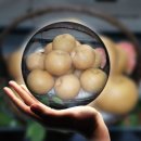 배골농장 이미지