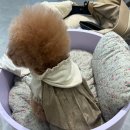 루이독 | 대전현대프리미엄아울렛 루이독 구매후기 / 애견용품 사료 간식
