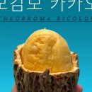 트로피컬랩