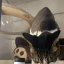 참글 | 고양이 구내염영양제 페피테일 참글루칸 구강염증 완화 찐후기