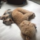 콩이네