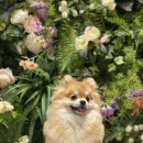 담담 그루밍 샵 이미지