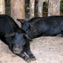 제주흑돼지 이미지