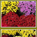 계양 아라온 국화축제.2025.10.25.(1) 이미지