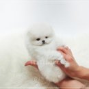 호호애견 네이버블로그