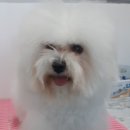 심쿵하개 이미지