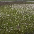 압해목장 이미지