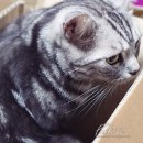 멍이냥이하우스 이미지